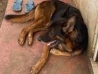 German Shepherd for Crossing