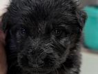 German Shaped Puppies
