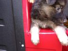 German Shepherd Puppies