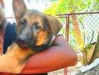 German Shepherd Puppy