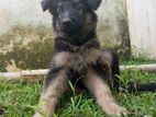 German Shepherd Puppy