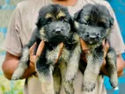German Shepherd Puppy
