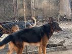 German Shepherd Puppies