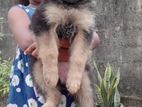 German Shepherd Puppy