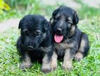 German Shepherd Long Coat Puppies