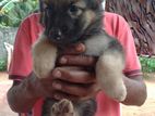 German Shepherd Puppies