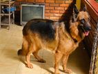 German Shephered Female Dog