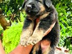 German Shpered Long Coat Puppies