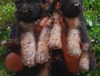 German Shapherd Long Coat Puppies