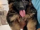 German Shepherd Long Coat Puppies