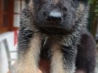 German Shapherd Puppies