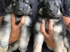 German Shapherd puppies