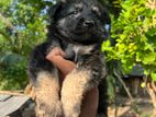 German Shepherd Puppy