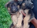 German Shepered Puppy
