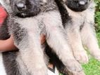 German Shepherd Puppies