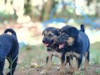 German Sharped Puppies