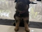 German Shepherd Dog
