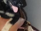 German Shepard Long Coat