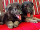 German Shepherd Puppies