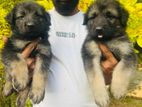 German Shepad Long Coart Six Male Puppies