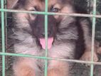 German Shepad Puppy