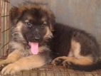 German shepad puppys