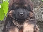 German Shepherd Puppies