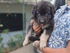German Shepad Puppys