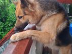 German Shepard Dog for Crossing