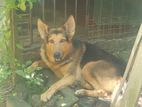German Shepard Dog for Crossing