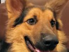 German Shepard Dog for Crossing