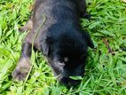 German Shepard Dog
