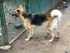 German Shepherd Dog