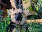 German Shepard Female Dog