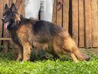 German Shepard Female Dog