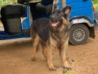 German Shepherd Female Puppies