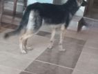 German Shepherd Female Dog