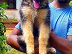 German Shepard