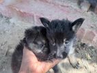 German shepard