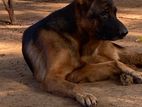 German Shepered