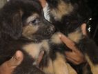 German Shepard Puppies