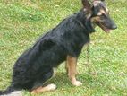 german shepard