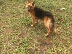 German Shepard Long Coat Female