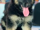 German Shepard Long Coat Female Puppy