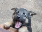 German Shepard Long Coat Puppies