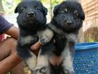 German Shepherd Long Coat Puppy
