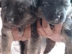 German Shepard Long Coat (Original) For Sale In Kandy