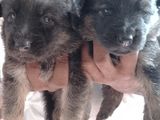 German Shepard Long Coat (Original) For Sale In Kandy