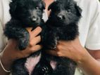 German Shepard Long Coat Puppies