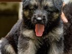 German shepard long coat puppies
